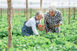 Asian elderly couple Working in the strawberry farm, helping with the harvest. and record growth data of strawberries which they grow organically. to farmer and retirement age concept.