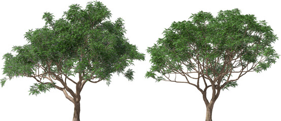 Wall Mural - tree cedrach trees melia zedrach hq arch viz cutout