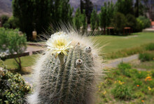 Cactus Flower Near Humahuaca, Argentina