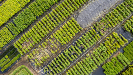 Aerial view of a farm field with different kinds of crops and plants providing a green abstract pattern. High quality photo