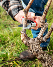 Winegrower Pruning The Vineyard With Professional Steel Scissors. Traditional Agriculture. Winter Pruning, Guyot Method.