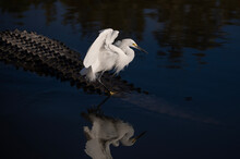 Snowy Egret Landing On Alligator