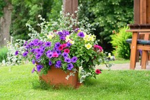 Varieties Of Hanging Petunias And Surfinia Flowers In The Pot. Summer Garden Inspiration For Container Plants.