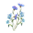 Watercolor forget-me-not flowers and cornflowers . Wild rustic flowers set isolated on white. Good for cosmetics, medicine, treating, aromatherapy, nursing, package design, postcards.