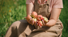 Close Up Of Female Farmer Worker Hands Holding Picking Fresh Ripe Apples In Orchard Garden During Autumn Harvest. Harvesting Time