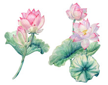 Hand-painted Watercolor Compositions With Lotus Flowers And Lotus Leaves On A Transparent Background.