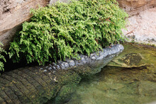 Crocodile Dipped In Water Hidden Under A Green Bush