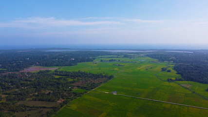 Wall Mural - Aerial view of the green fields of rice and tea. Beautiful texture background for tourism and design. Tropical landscape