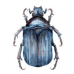 Blue beetle drawn in watercolor. Isolated bug on a white background. Cute illustration for your poster.