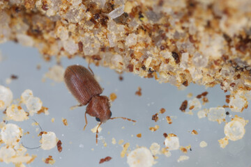 Biscuit, drugstore or bread beetle (Stegobium paniceum) adult stored product pest in the spices.