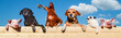Lustige Bildmontage- Zwei Hunde , zwei Ferkel, ein Huhn und ein Kaninchen blicken über eine Bretterwand.