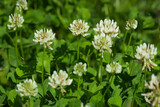 Fototapeta  - The white clover (lat. Trifolium repens), of the family Fabaceae. Central Russia.
