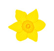 daffodil (narcissus) flower isolated on white background