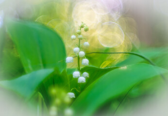Wall Mural - blooming lilies of the valley in early spring close-up on a blurry background with a beautiful bokeh