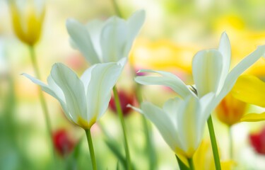 Wall Mural - background of white tulips in close-up on a multicolored blurred background
