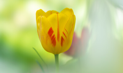 Wall Mural - the tulip flower of the olympic flame variety is yellow-red in close-up on a colored blurred backgro