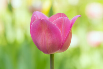 Wall Mural - purple tulip flower close-up on a colored blurred background