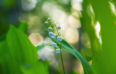 Wall Mural - Blooming Lilies of the Valley in early spring close-up on a blurry background with a beautiful bokeh made with a special object