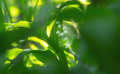 Wall Mural - Blooming Lilies of the Valley in early spring close-up on a blurry background