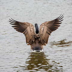 Wall Mural - Canadian goose stretching its wings