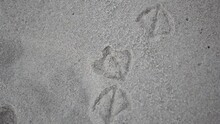 Seagull Footprints In The Sand On The Beach