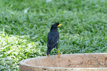 A Large Myna (Acridotheres Grandis) Sits On The Edge Of A Well With Its Head Turned To One Side. Her Tuft Is Well Drawn Next To The Beak.