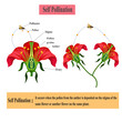 self pollination occurs when pollen from anther is deposited on the stigma of same flower or another flower on the same plant.Self-pollination. Pollination of flowering plants scheme for biology 