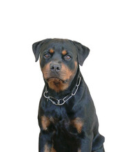 Portrait Of Dog Rottweiler, Guard Dog For Security. Isolated, Transparent Background.