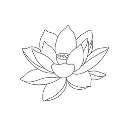 Wall Mural - Vector isolated one single water lilly nenuphar flower blossom bud with petals  colorless black and white contour line easy drawing