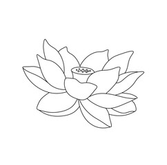 Wall Mural - Vector isolated one single water lilly nenuphar flower blossom bud with petals  colorless black and white contour line easy drawing