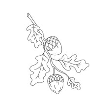 Vector Isolated One Single Oak Branch With Leaves And Acorns Colorless Black And White Contour Line Easy Drawing