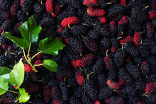 Fresh Mulberry Fruit With Green Mulberry Leave, Fruit Texture Background.
