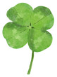 Clover watercolor, Vertical
green four leaf clover isolated.
