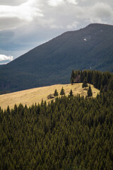 Poster - Dragobrat mountain forests landscape photo. Nature scenery photography with clouds, fir trees on background. Ambient light. High quality picture for wallpaper, travel blog, magazine, article