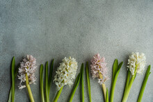 Pale Color Hyacinth Flowers