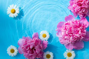 Beautiful chamomile flowers and peonies floating on the water on a blue background. Top view, flat lay