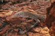 Big and beautiful sand monitor lizard. White, black and bown spotted skin. Lizard tanning on the red rocks under the sun. Kings canyon national park in the red centre, Australia.