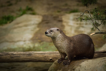 Wall Mural - Otter in the zoo enclosure. Otter in nature. 