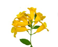 Trumpetbushes, Closeup Of Bouquet With Yellow Petals Resembling A Bell, Green Lobes, Yellow Elder, Trumpet Vine, Isolated On Primrose Background And The Planting Flowers To Decorate The Garden Concept