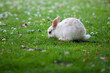 Biały króliczek skubiący trawkę wsród stokrotek
