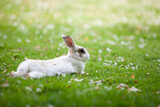 Fototapeta  - Biały królik odpoczywający na trawie