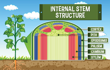 Sticker - Internal structure of stem diagram