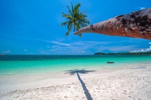 Leaning Palm Tree On A Tropical Beach, Tanjung Pinang, Bintan, Riau Islands, Indonesia