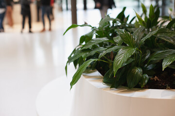 green plant in the office with unrecognizable people passing by on background