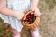 Basket with ripe cherries in the child's hands. Harvesting in summer. Healthy eating and development of babies.