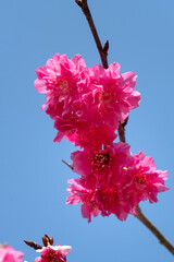 Poster - Beautiful Yae Sakura Cherry Blossom blooming in Taiwan.