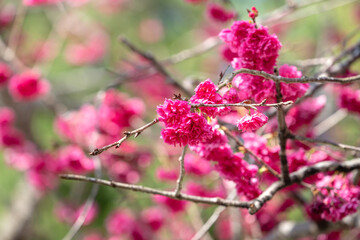 Sticker - Beautiful Yae Sakura Cherry Blossom blooming in Taiwan.