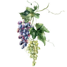 Watercolor Tropical Bouquet Of Grapes Branches And Leaves. Hand Painted Card Of Fresh Fruits Isolated On White Background. Tasty Food Illustration For Design, Print, Fabric Or Background.