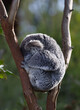 Koala. Arboreal herbivorous marsupial native to Australia.