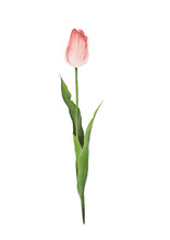 Watercolor Botanical Illustration Of Pink Tulip Flower